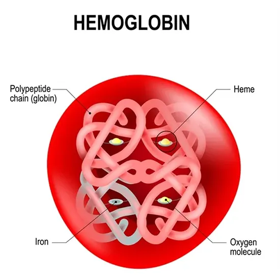 Hemoglobin Fetal HbF